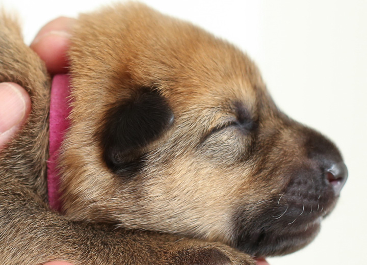 chinook puppy